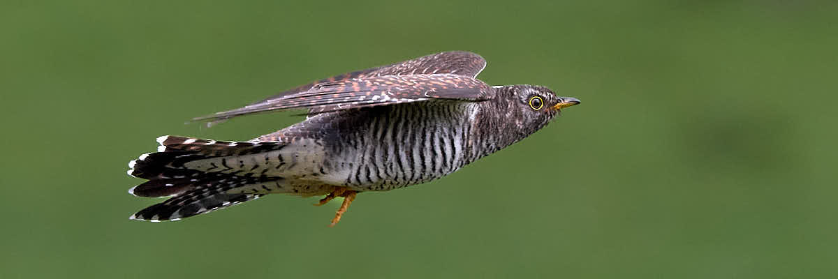 Juvenile cuckoo in flight