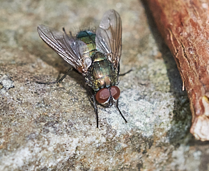 Green bottle fly