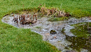 Frozen surface water in garden