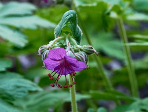 Purple flower