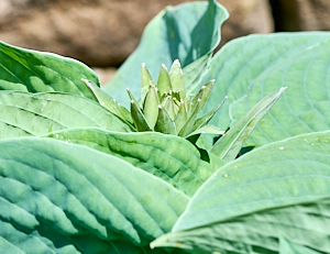 Start of flower on Hosta
