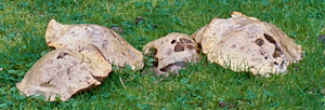 Fungi on lawn
