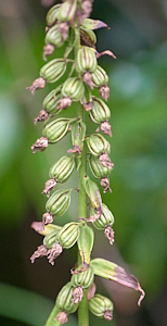 Broad leaved heliborine