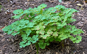 Aquilegia growing