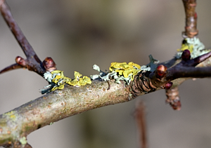 Lichen growing on an apple tree