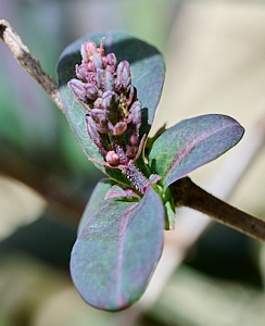 Early growth of honeysuckle