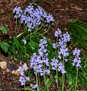 Bluebells