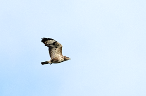 Common buzzard in flight