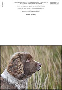 Greeting card with Springer Spaniel
