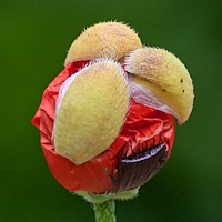 Poppy bursting into flower